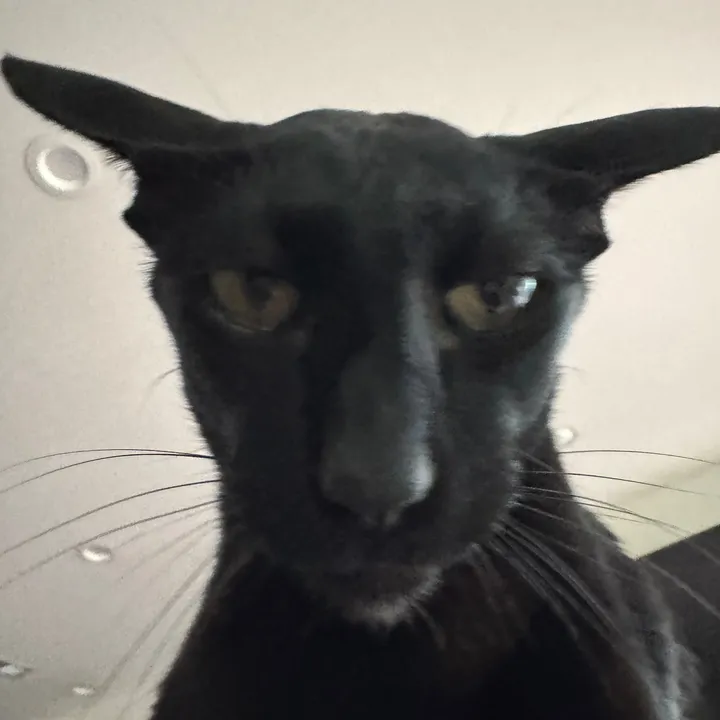 @hobbikats