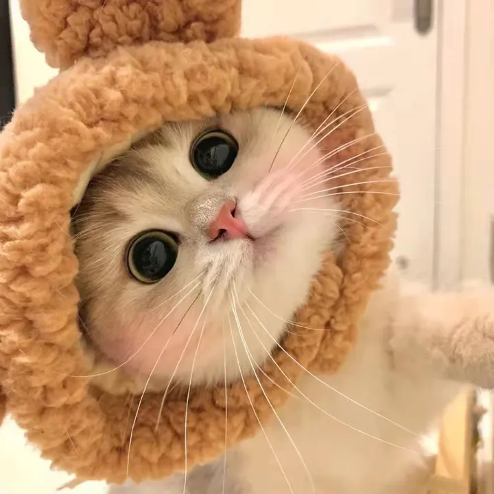 cutecatterr