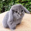 @vattknaktar_