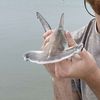 hammerhead_6767