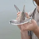 @hammerhead_6767