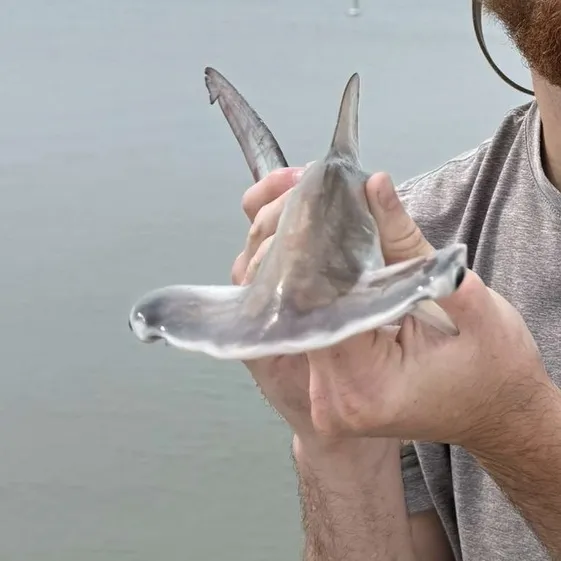 hammerhead_6767