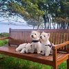 sugardoggy.friend