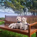 @sugardoggy.friend