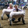 skinnershowlambs