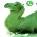 @navokov_7828
