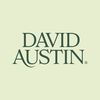 david_austin_roses