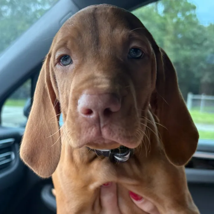 materthevizsla