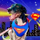 @lexithejumpingdog