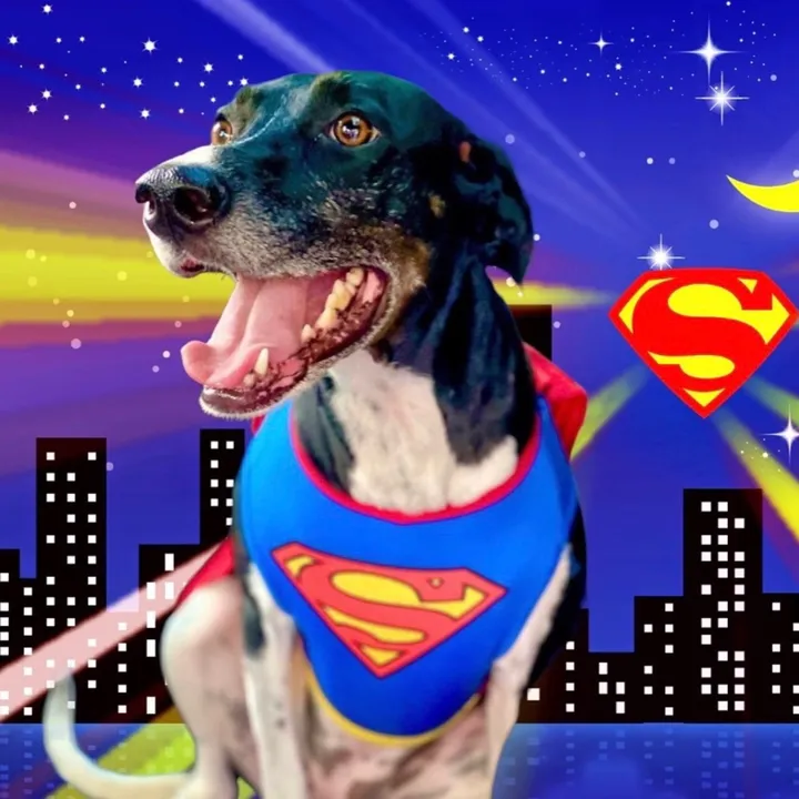 lexithejumpingdog
