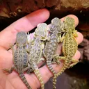@rhaynebowreptiles