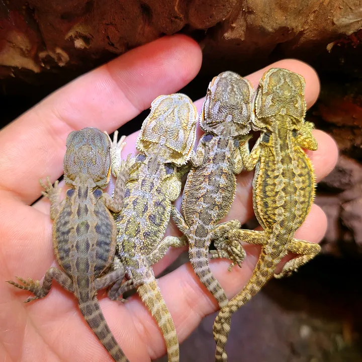@rhaynebowreptiles