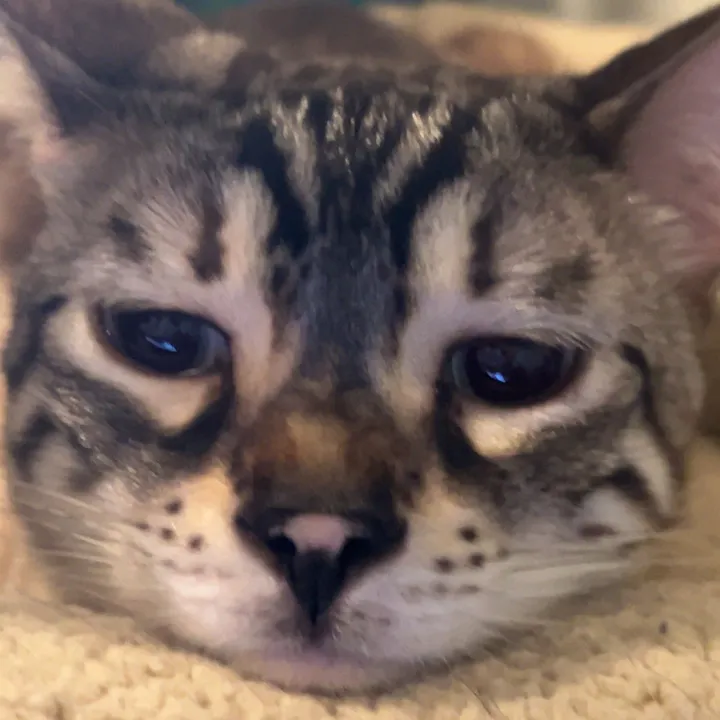 honey_bagel