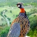 @hussni2015j