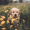 cute.pet.name_ideas