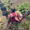 mo_betta_fish