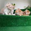 karachikittens