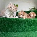 @karachikittens