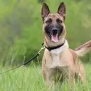 @pet.funny799