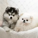 @tinyfloof.diaries