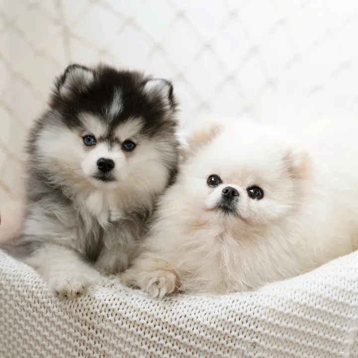 @tinyfloof.diaries