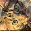 kittyqueen74