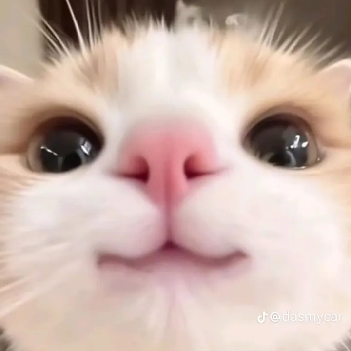 @officialzett