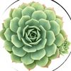 korean_socculents