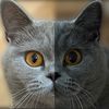 purrpawspals