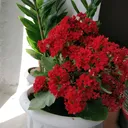 @almaguluathan