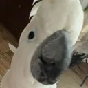 @birdlover1238