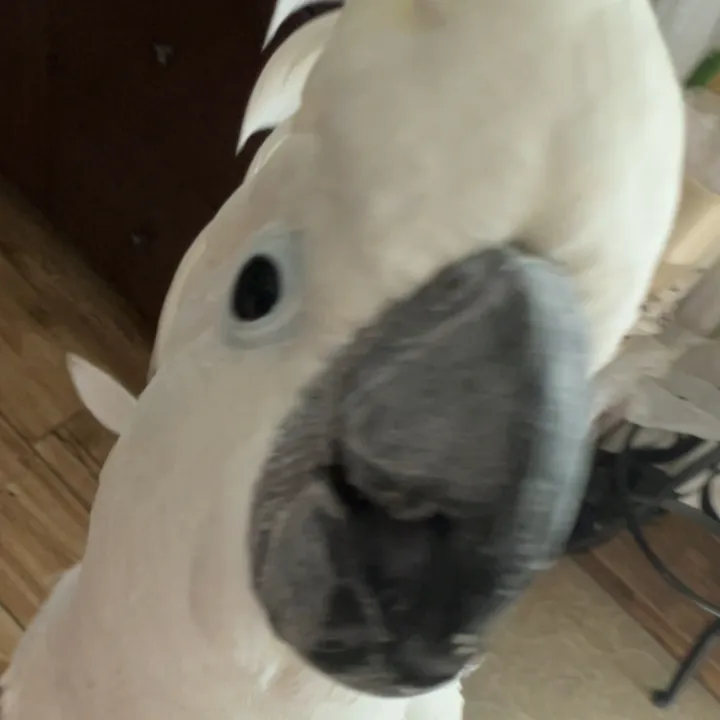@birdlover1238