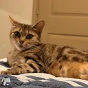 @lillykitty91