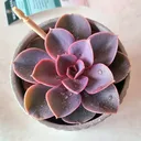 @sookie.eats
