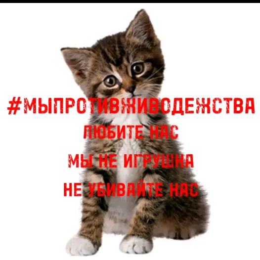 @lev.and.emma.cats0_0