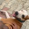 white_canine_
