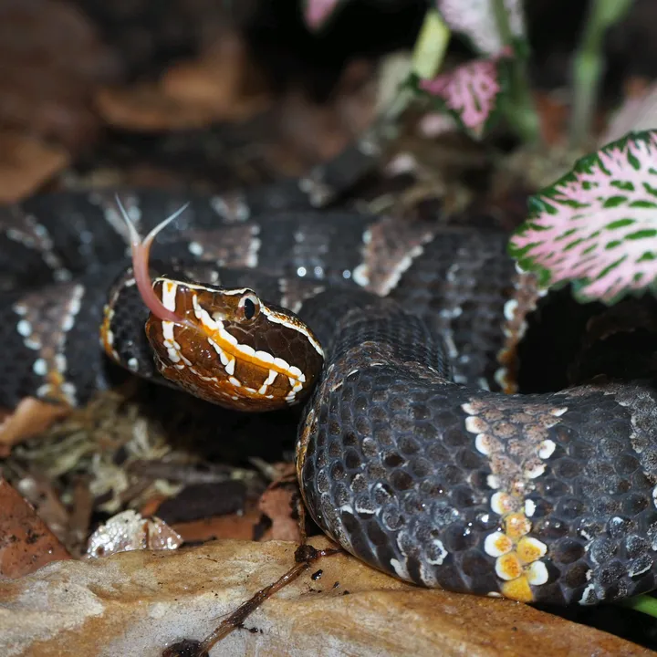 agkistrodonman