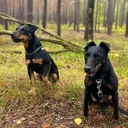@hetti_und_die_terrier
