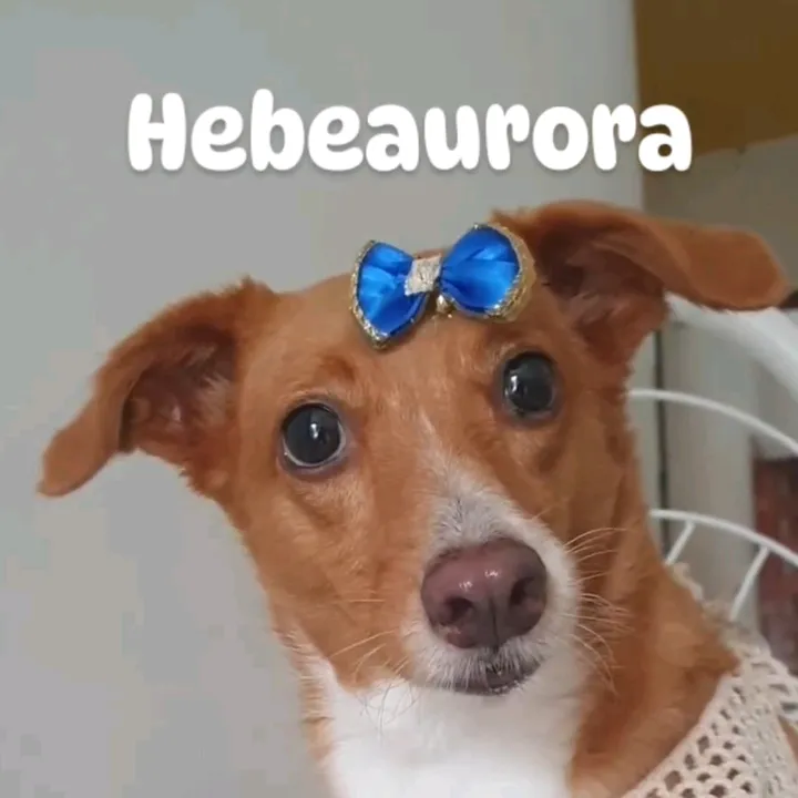 hebeaurora