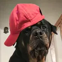 @bryan.rottweiler.simo