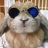 tiere_kennenlernen