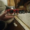 cat_7010