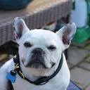 @louie_bagof_buttons