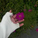 @massdep