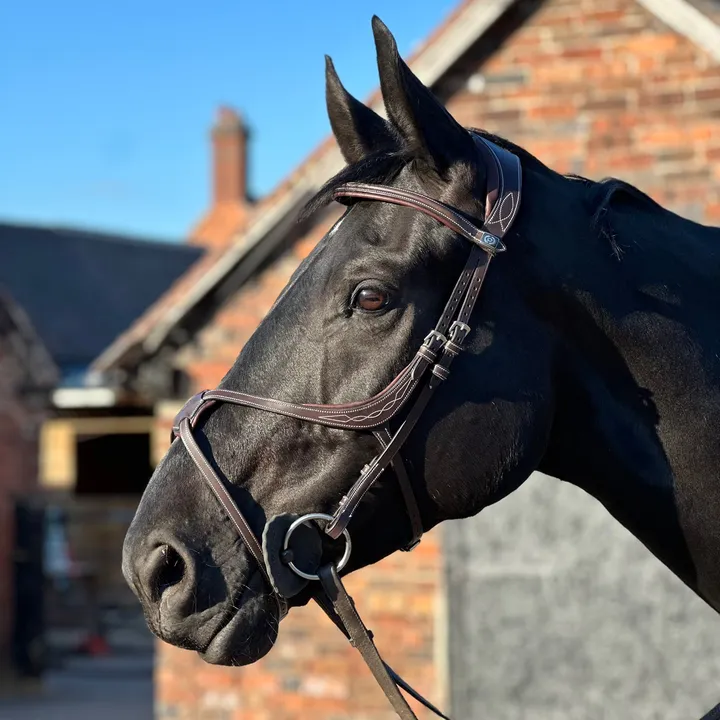 dennyequestrian
