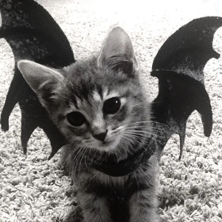 siiyyxon
