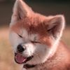 akita_kumiko