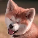 @akita_kumiko