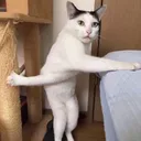 @ryuspet1