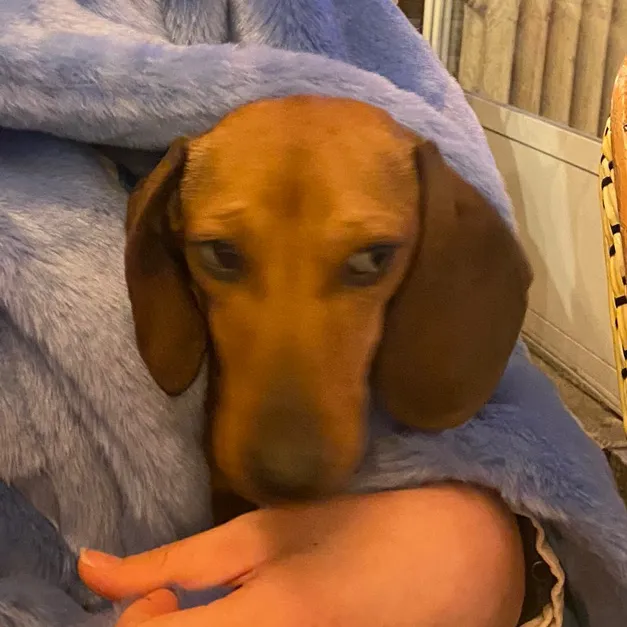 dogsinparis
